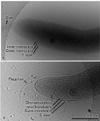 JEOL USA, a leading supplier of high resolution Transmission Electron Microscopes (TEMs) for biological and materials research, announces that Emory University in Atlanta, Georgia, has selected two JEOL TEMs for the Robert P. Apkarian Integrated Electron Microscopy Core (RPAIEMC). 