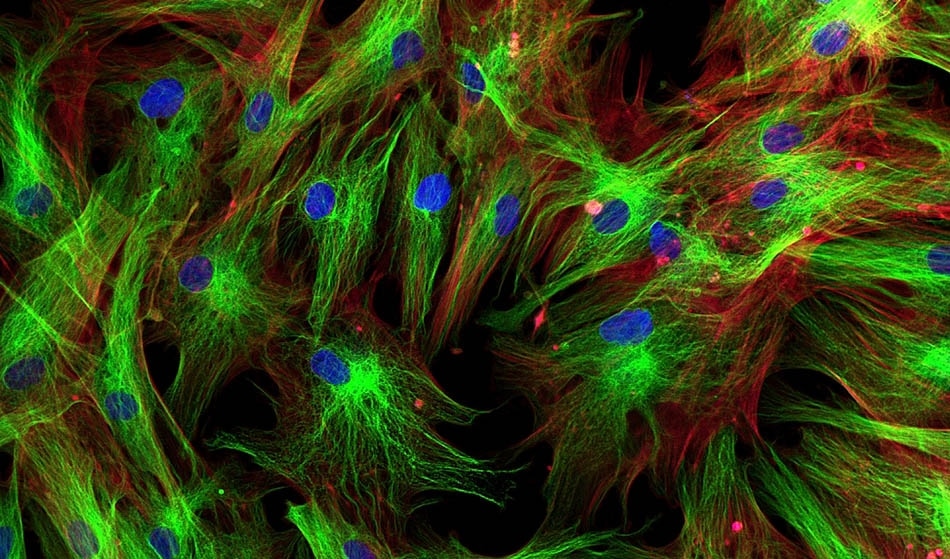 single molecule experiments