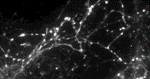 Scientists Develop New Optical Technique to Study How Human Brain Transmits Key Signals